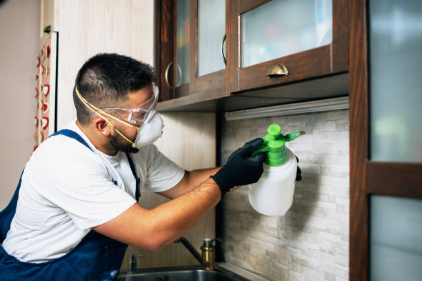 Wasp Removal Services in Ford Heights, IL